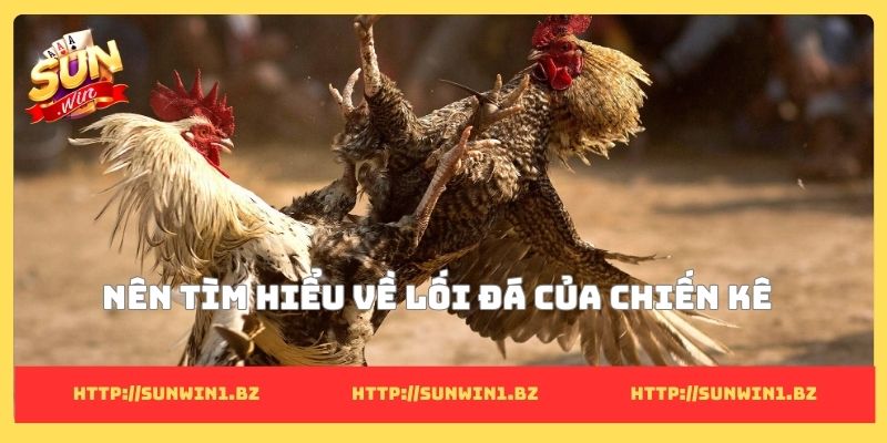 Nên tìm hiểu về lối đá của chiến kê